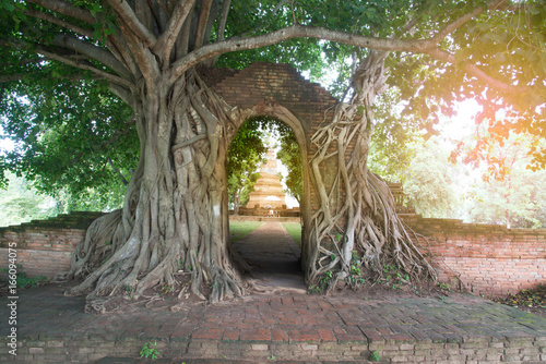 Photos Root of banyan tree at Gate of time of Wat Phra Ngam ancient temple in Ayutthaya Historical Park,Thailand