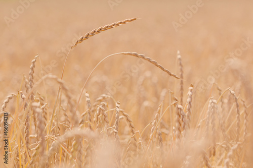 Field of spelt