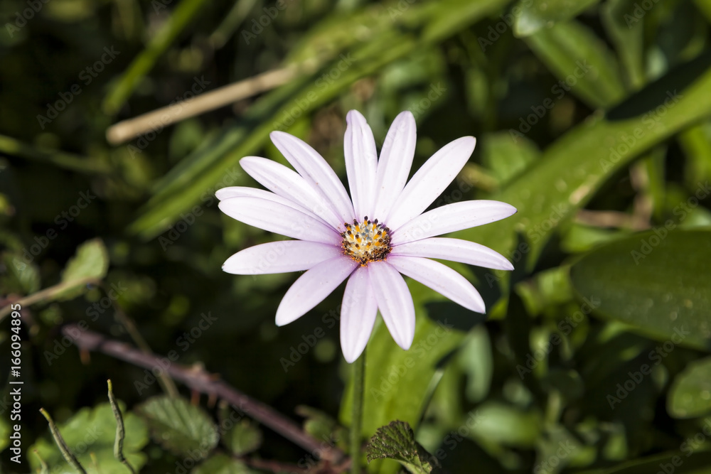 Obraz premium Daisy.