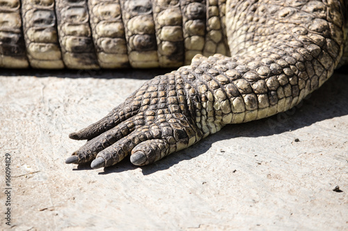 Foot of the crocodile in the zoo