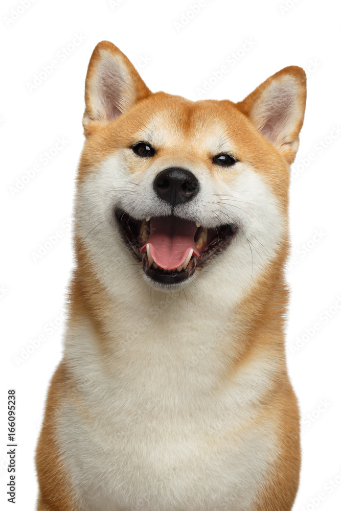 Cute Portrait of Smiling Shiba inu Dog on Isolated White Background, Front view