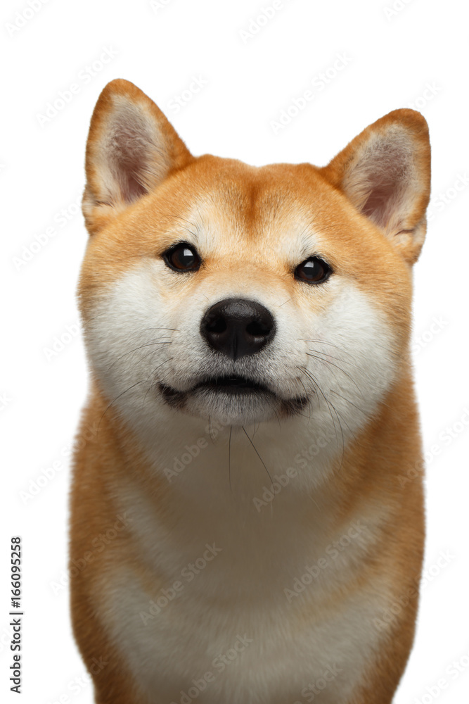 Portrait of Curious Shiba inu Dog on Isolated White Background, Front view