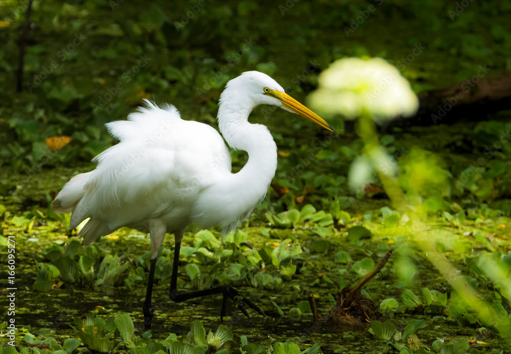 Great White Egret