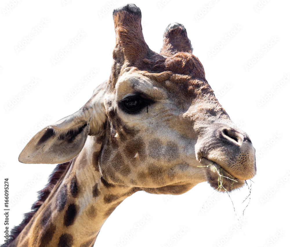 Obraz premium Portrait of a giraffe on a white background