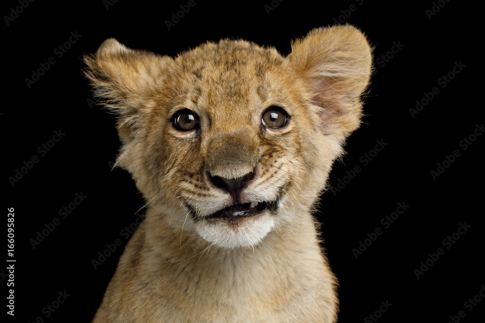 Fototapeta premium Portret lwiątko z uśmiechem na białym na czarnym tle, widok z przodu
