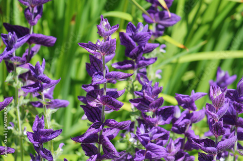 Blue Salvia Horminum on green flowerbed photo