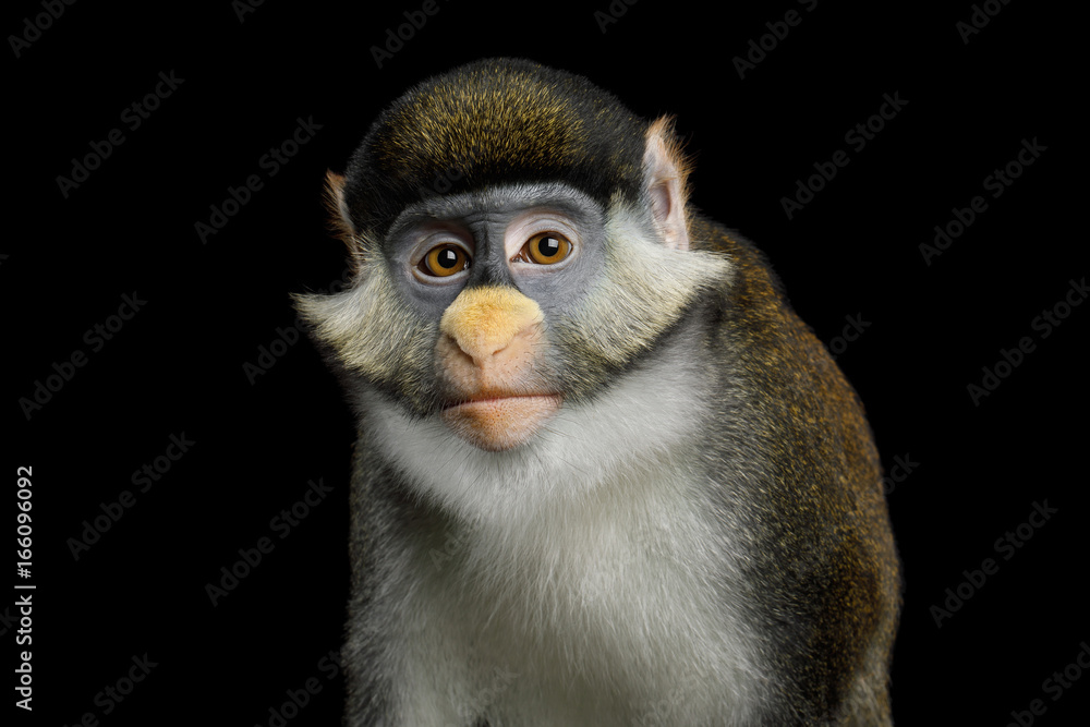 Portrait of Red tail monkey, or Schmidt's guenon Cercopithecus ascanius ape Isolated on Black Background Portrait of Red tail monkey, or Schmidt's guenon Cercopithecus ascanius ape Isolated on Black Background