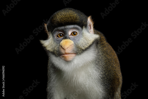 Portrait of Red tail monkey, or Schmidt's guenon Cercopithecus ascanius ape Isolated on Black Background