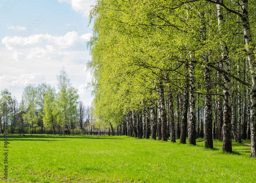 Obraz premium Spring. Birch trees in park