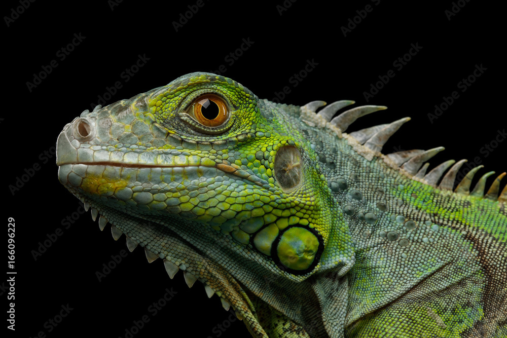 Naklejka premium Zakończenie głowa gad, potomstwo Zielona iguana odizolowywająca na czarnym tle