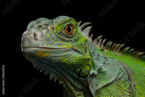 Close-up Head of Reptile, Young Green Iguana isolated on black background