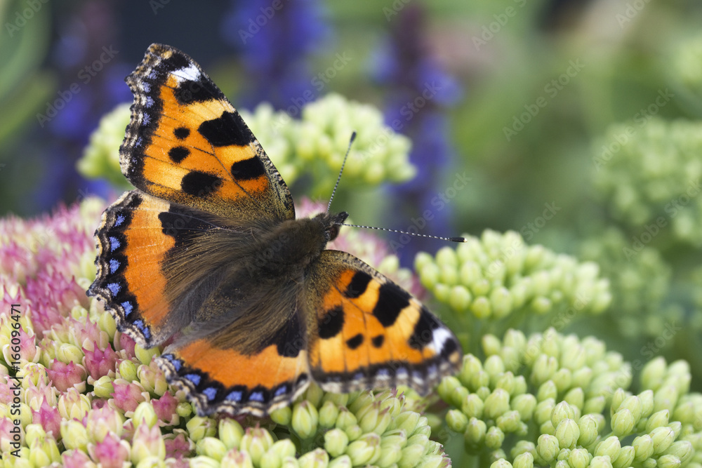 Small Tortoiseshell Butterfly (Aglais urticae) Small Tortoiseshell Butterfly (Aglais urticae)