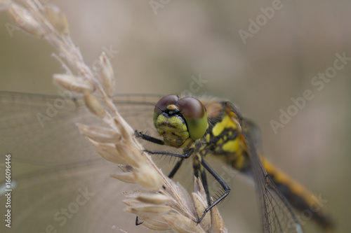 black darter dragonfly photo