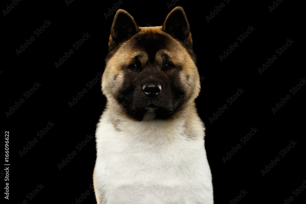 Close-up Portrait of American Akita Dog Breed on isolated black background, front view