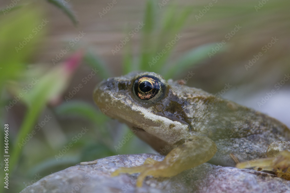 Fototapeta premium common frog