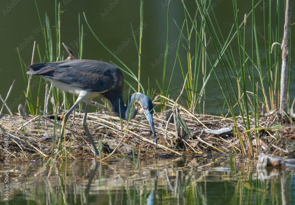 Naklejka premium Tricolored Heron