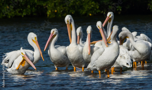 White Pelicans
