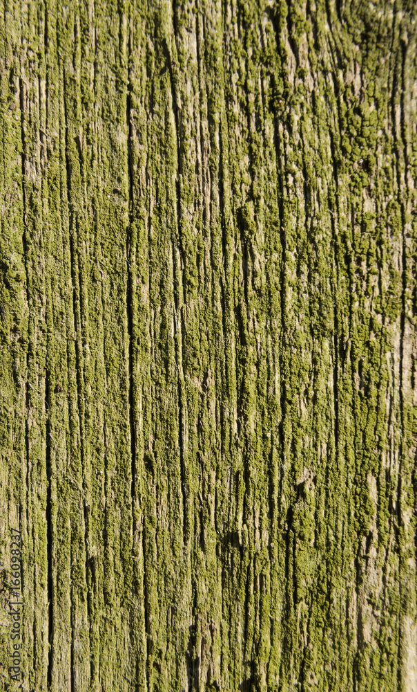 Texture, old wood covered with green moss