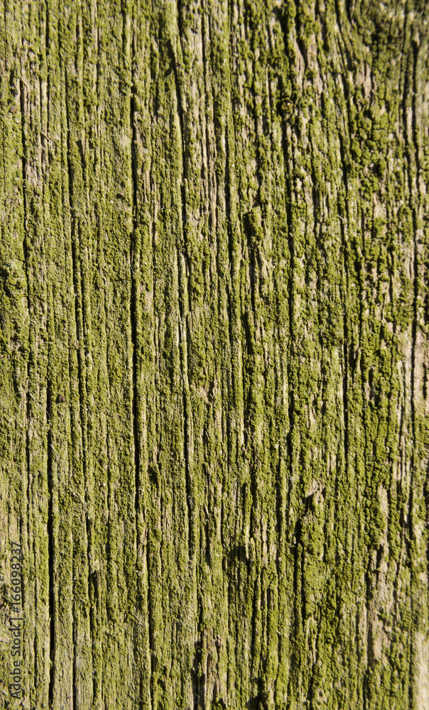 Texture, old wood covered with green moss Texture, old wood covered with green moss