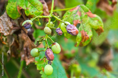 A dangerous disease of grape Mildew - downy mildew ( lat. Plasmopara viticola ) photo
