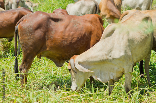 cow at field