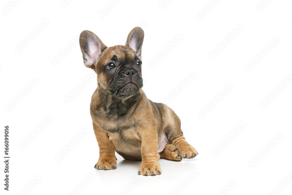 Obraz premium cute french bulldog puppy