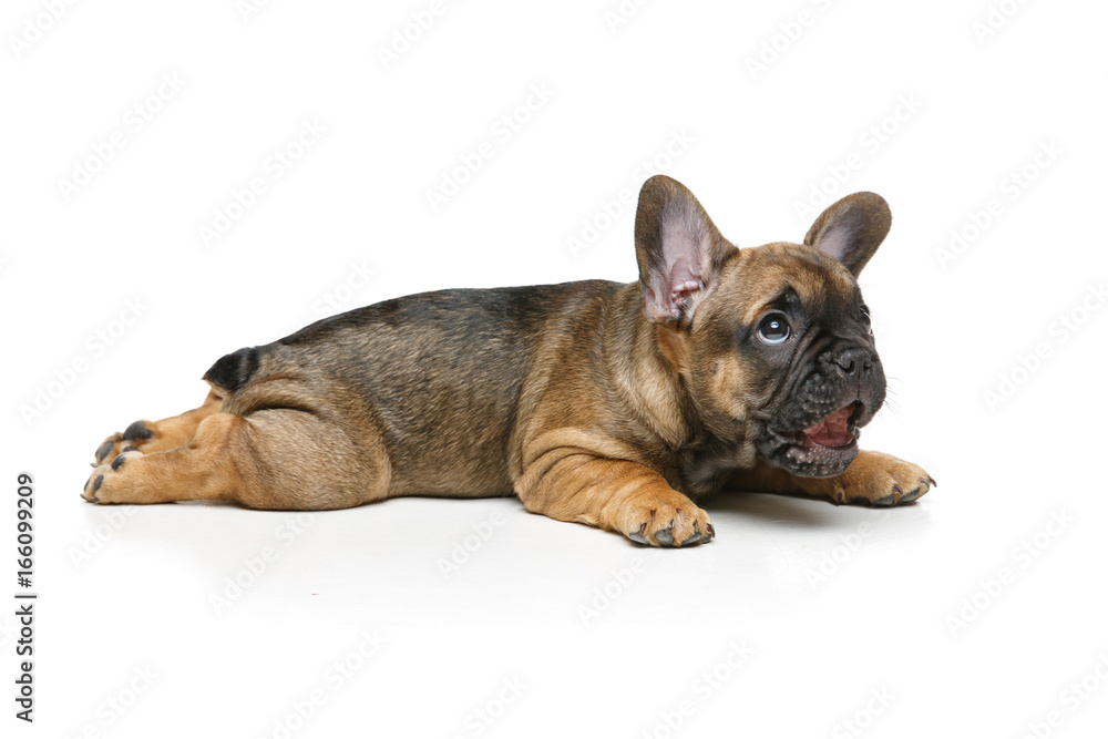 cute french bulldog puppy