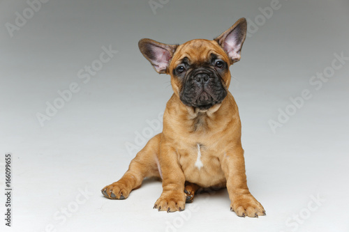 cute french bulldog puppy © svetography