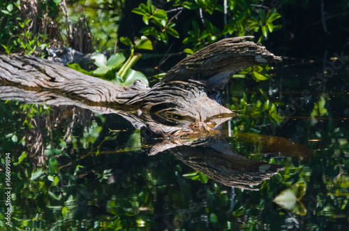 Six Mile Cypress Slough photo