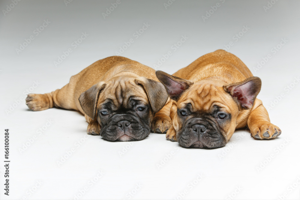 Obraz premium cute french bulldog puppies