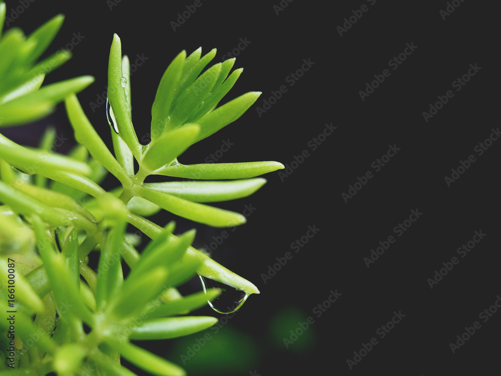 Obraz premium green leaves with water drop of small plant