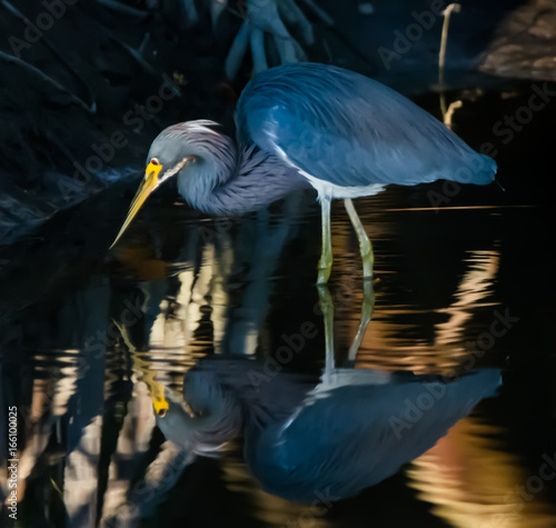 Tricolored Heron
