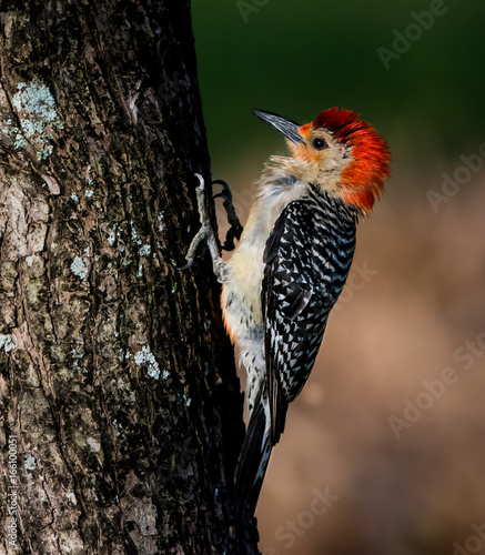 Red Bellied Woodpecker