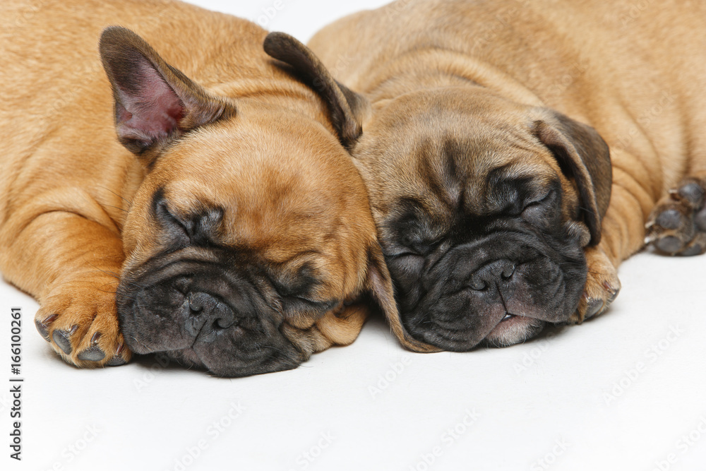 cute french bulldog puppies sleeping