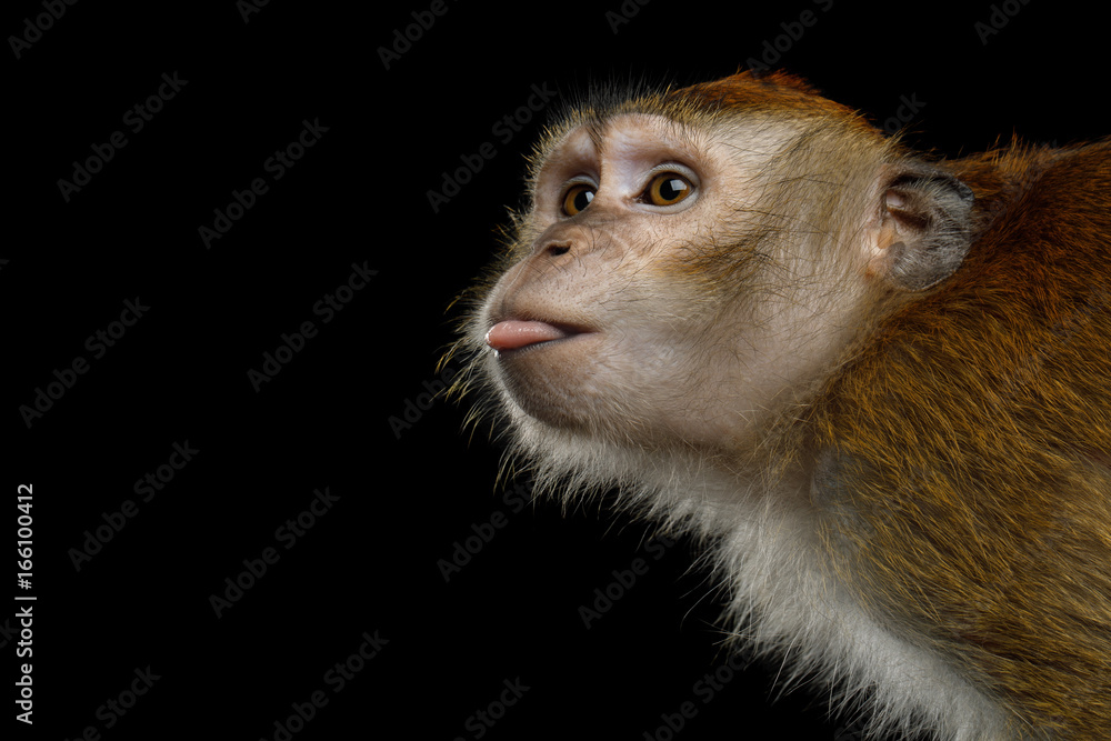 Fototapeta premium Close-up Portrait of Funny Long-tailed macaque or Crab-eating Monkey ape, showing tongue on Isolated Black Background