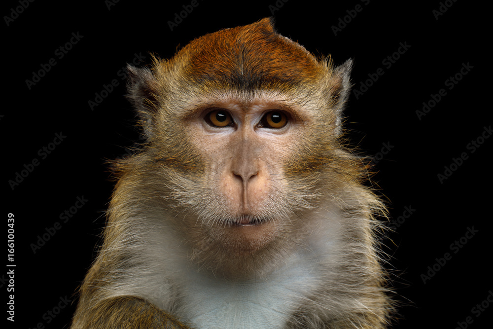 Naklejka premium Close-up Portrait of Angry Long-tailed macaque or Crab-eating Monkey on Isolated Black Background