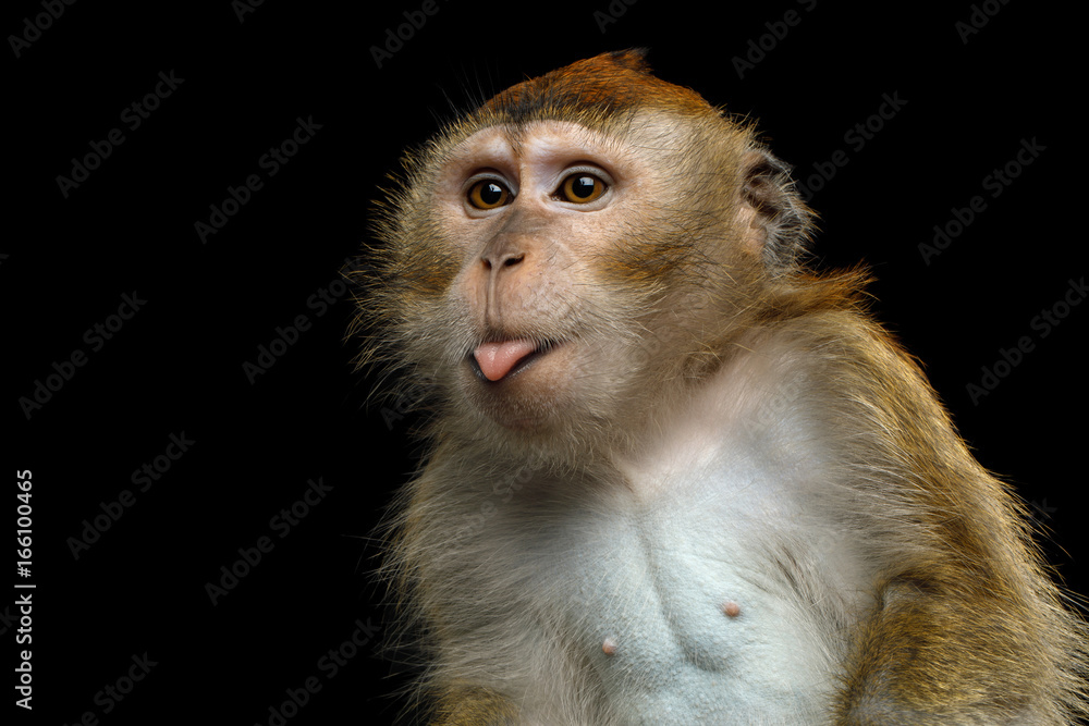 Naklejka premium Close-up portret zabawny makak długogoniasty lub małpa małpa jedząca kraby, pokazując język na na białym tle czarnym tle