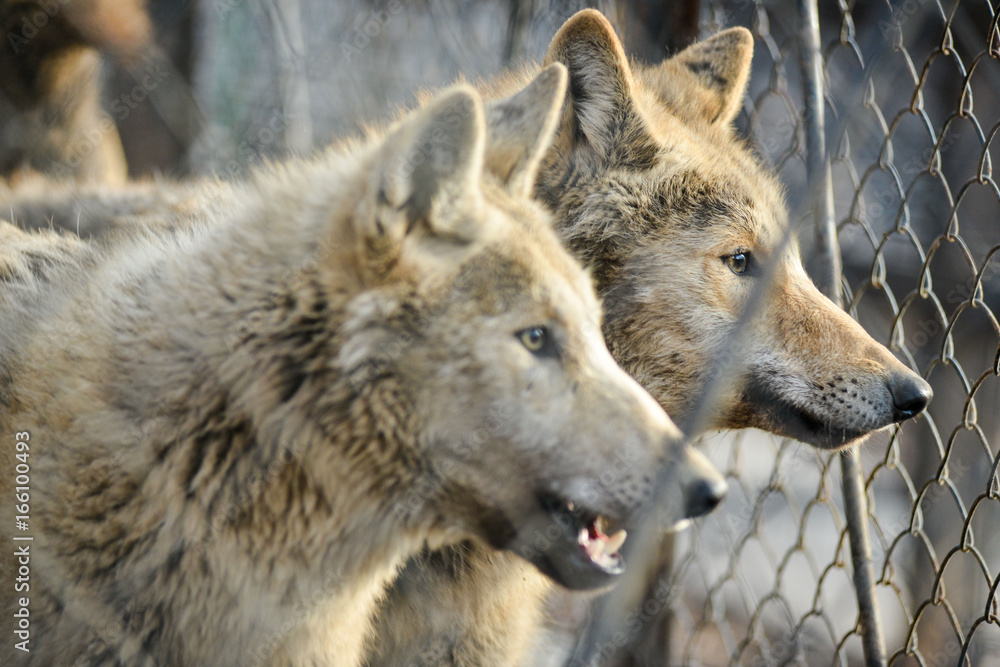 Fototapeta premium Closeup of grey wolfs with yellow eyes looking from wire netting sunny day outdoor