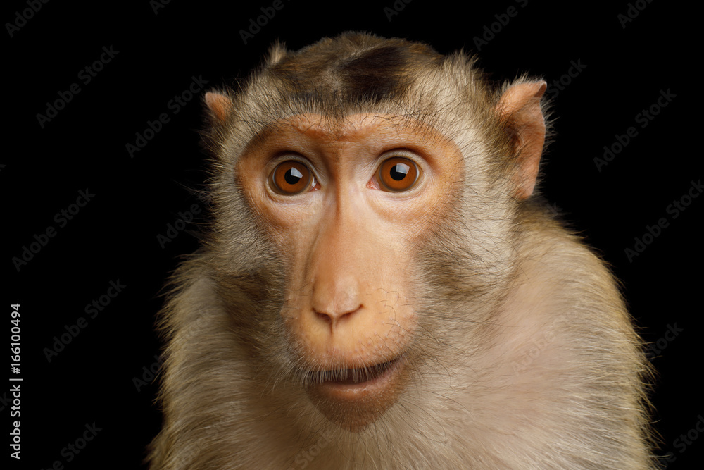 Naklejka premium Makak z dredami, portret śmieszną twarz małpy na białym na czarnym tle