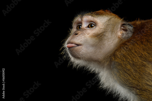 Close-up Portrait of Funny Long-tailed macaque or Crab-eating Monkey ape, showing tongue on Isolated Black Background