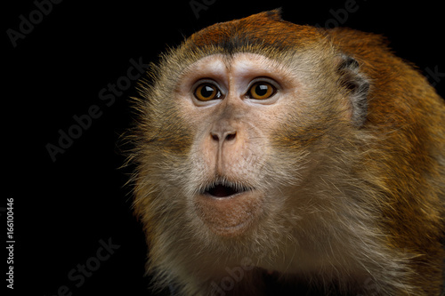 Close-up Portrait of Angry Long-tailed macaque or Crab-eating on Monkey Isolated Black Background