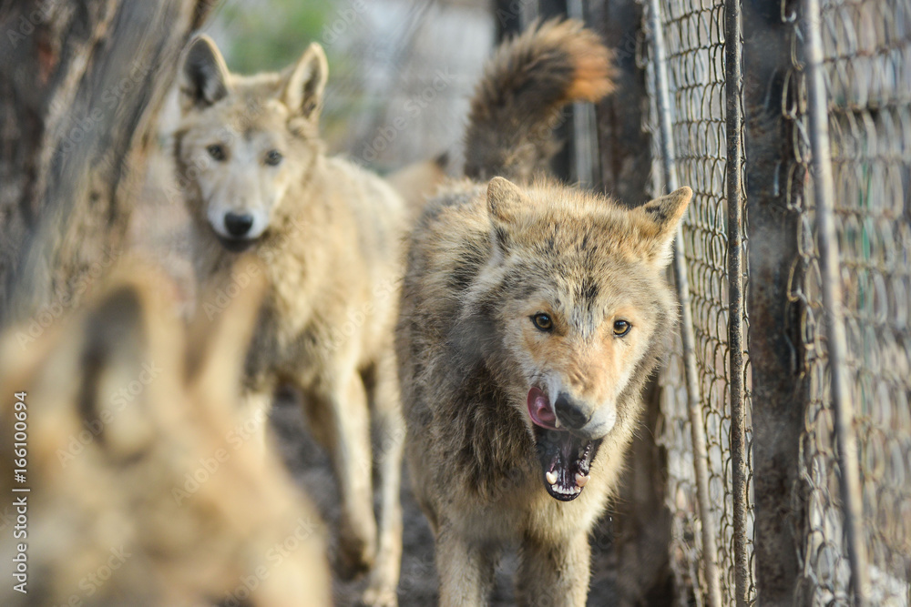 Closeup of grey wolfs with yellow eyes looking from wire netting sunny day outdoor