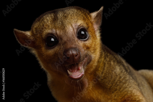 Fotografie Portrait of Kinkajou, Potos flavus isolated on black background