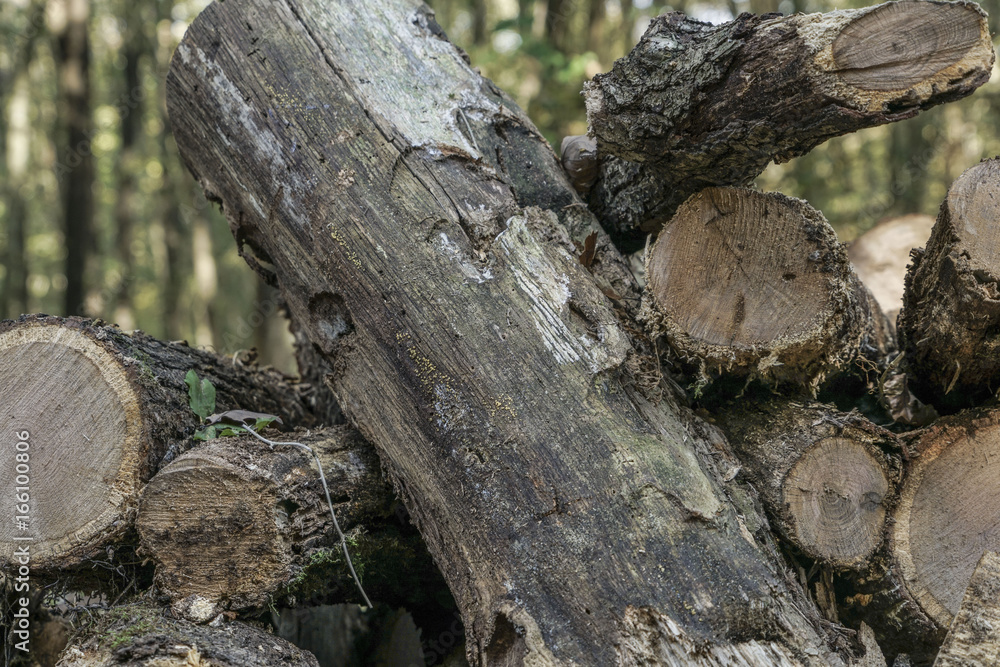 Pile of wooden logs as a background Pile of wooden logs as a background