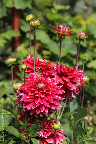 Fototapeta Naklejka Na Ścianę i Meble -  Head of  red dahlia flower in summer garden