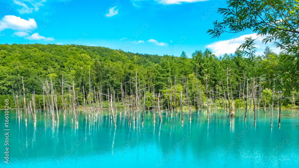 Famous Aoiike (Blue pond) in Biei city, Hokkaido, Japan Famous Aoiike (Blue pond) in Biei city, Hokkaido, Japan