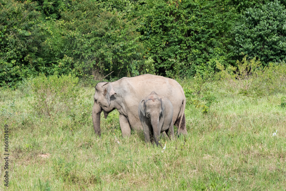Wildlife of family Asian Elephant walking and looking grass for food in forest. Kui Buri National Park. Thailand. Wildlife of family Asian Elephant walking and looking grass for food in forest. Kui Buri National Park. Thailand.
