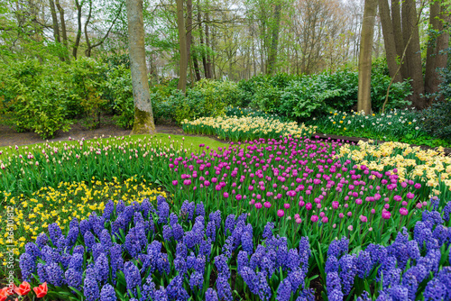 Beautiful tulips flowers field