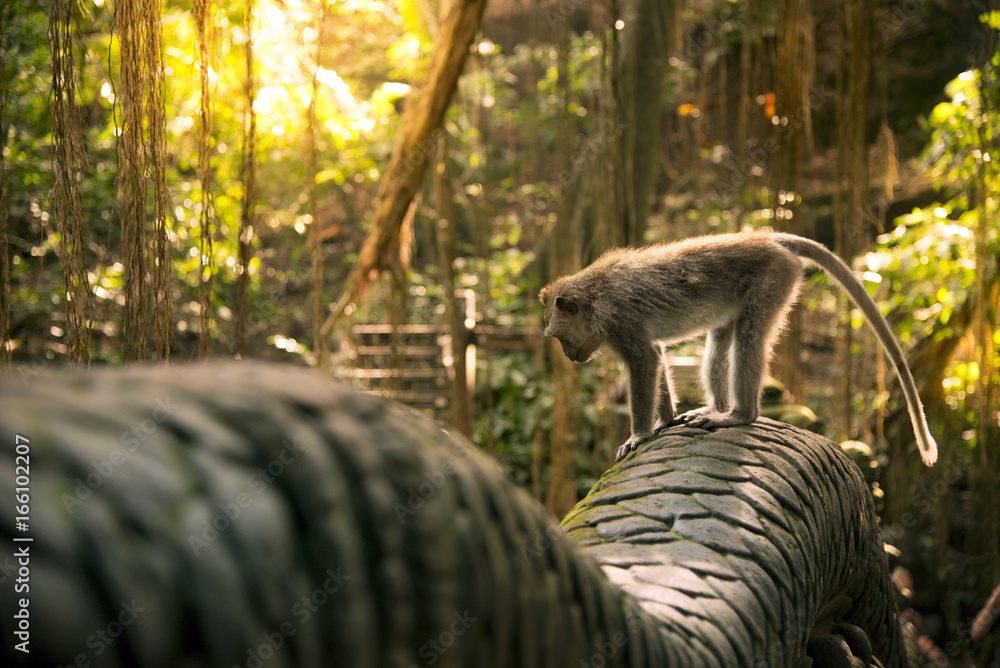 Naklejka premium Monkey at the Dragon bridge in the monkey forest