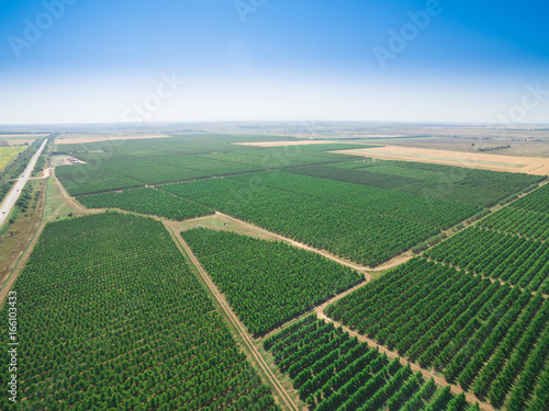 Aerial view of plantations with orchards / Landscape with plantations of orchards on background of blue sky, aerial view 
